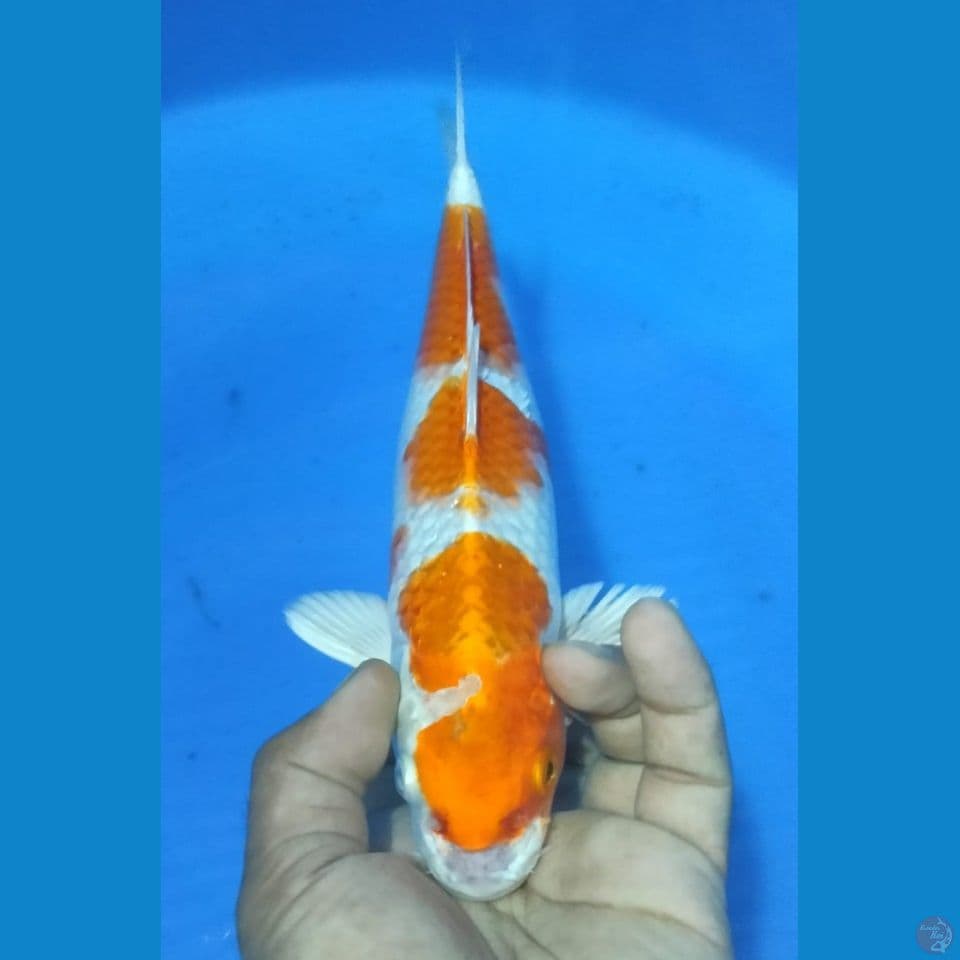 HIKARY 30CM
