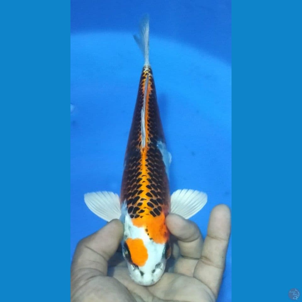 KUJAKU 30CM