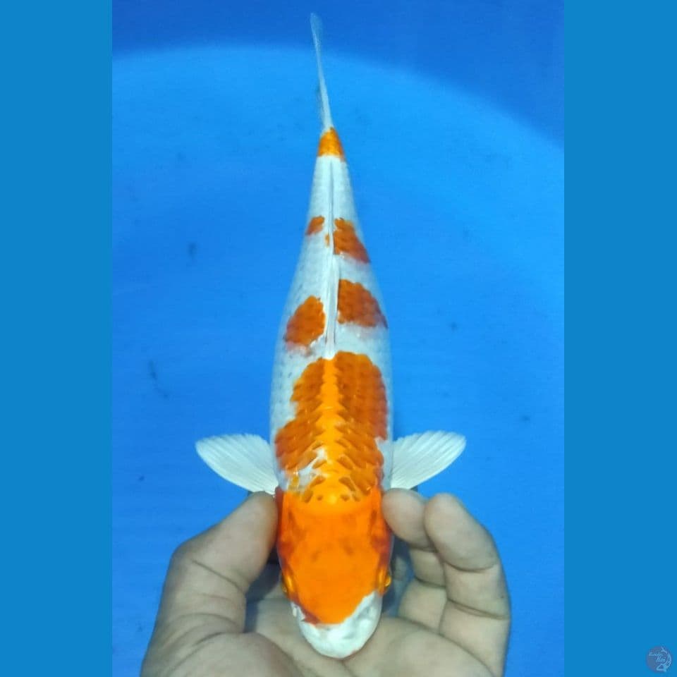 HIKARY 29CM