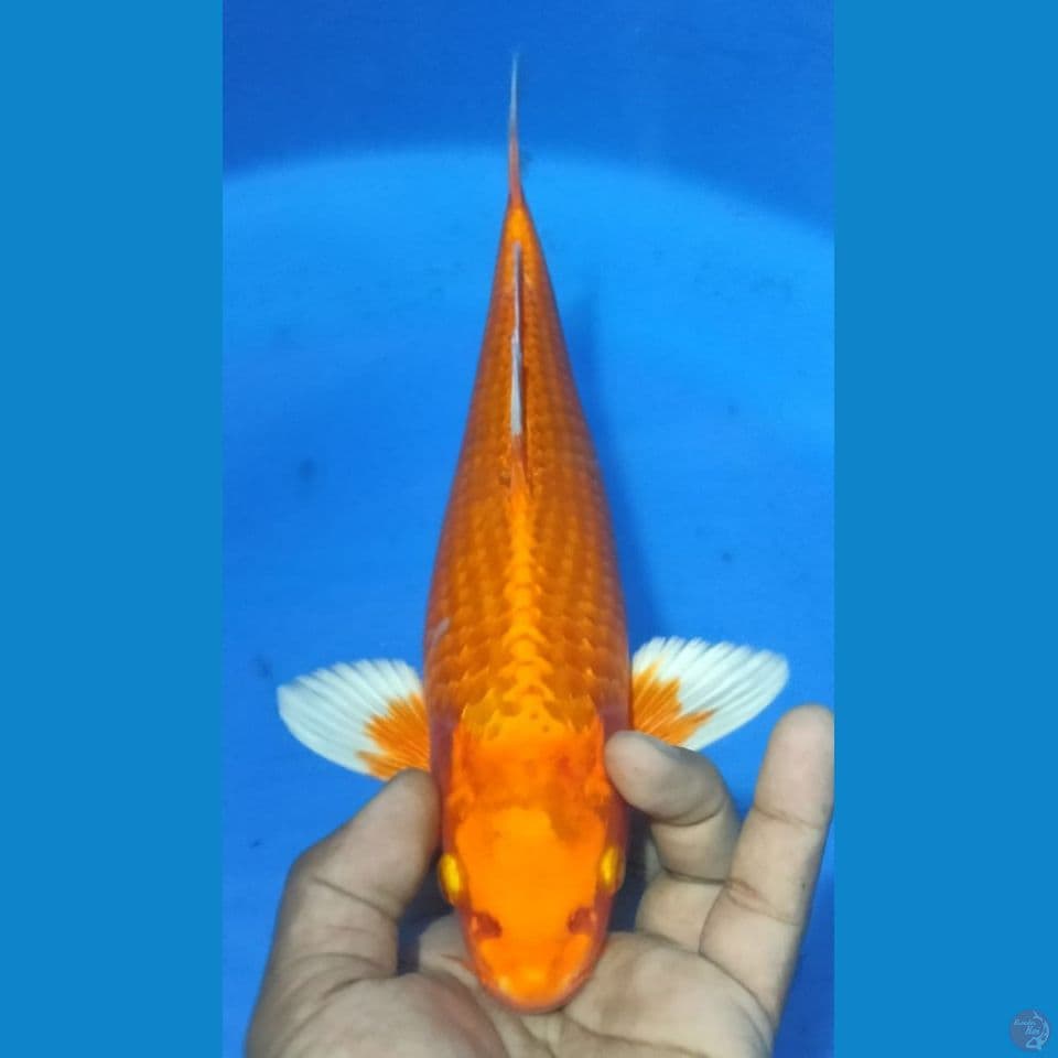 ORENGI 33CM