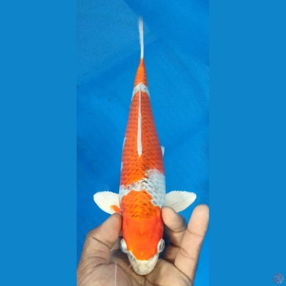 KUJAKU 27CM