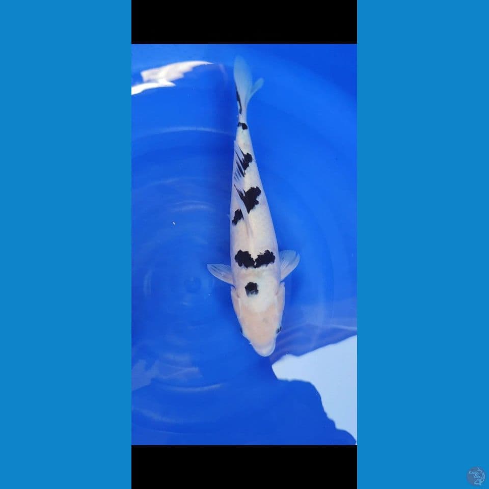 bekko 33 cm
