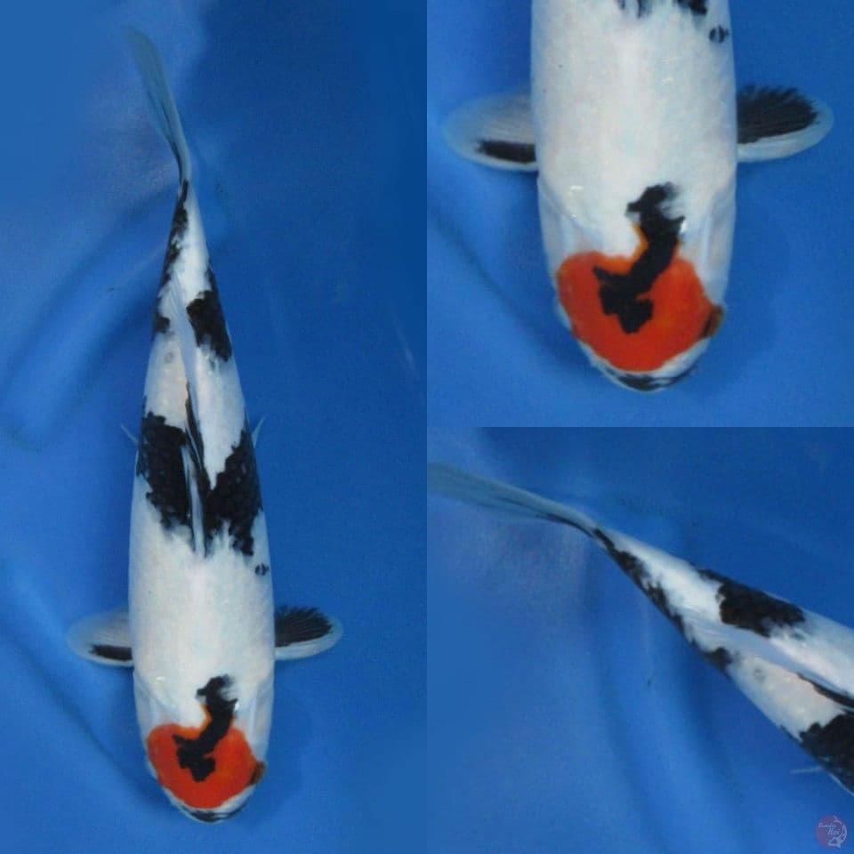 35cm Tancho Showa Evolution