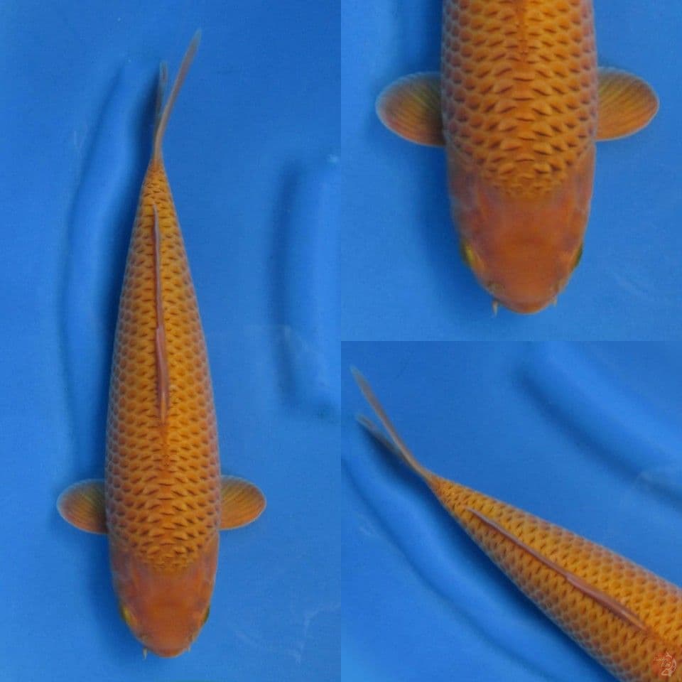35cm Caramel SQ