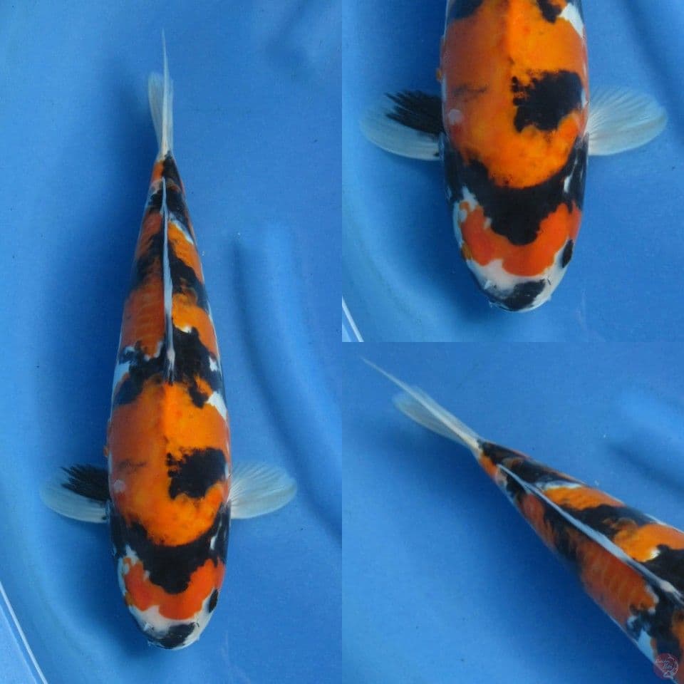 37cm Showa Doitsu HQ 