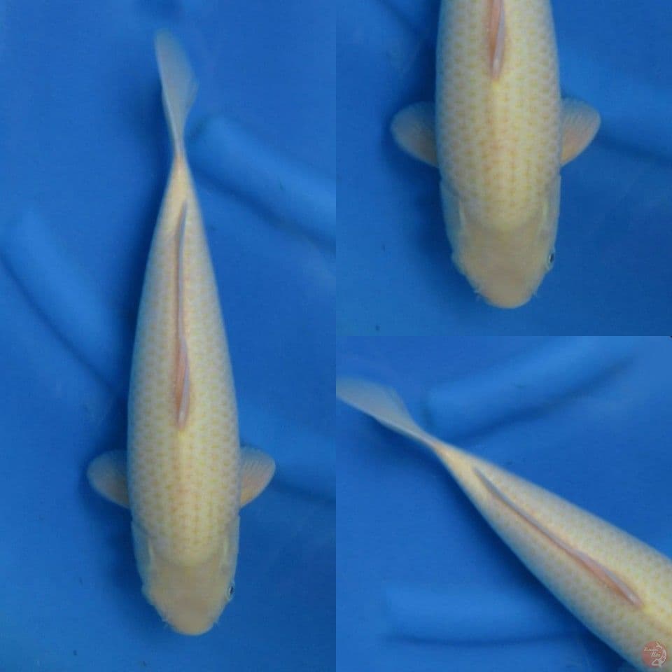 33cm Karashigoi Lemon 
