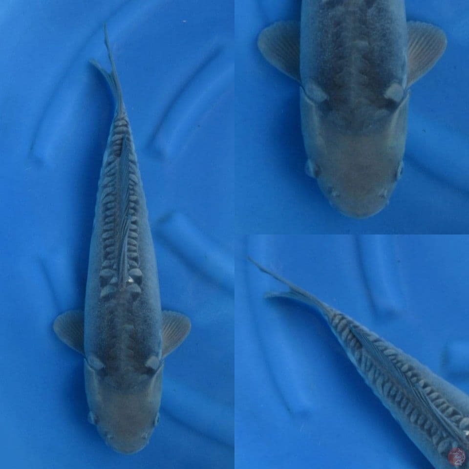 47cm Jumbo Soragoi Doitsu