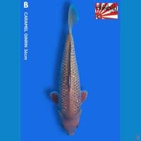 B. Caramel Ginrin 36cm