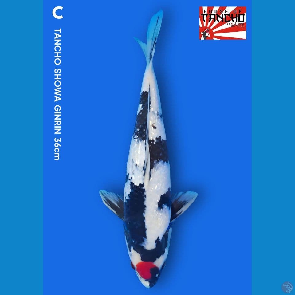 C. Tancho Showa Ginrin 36cm