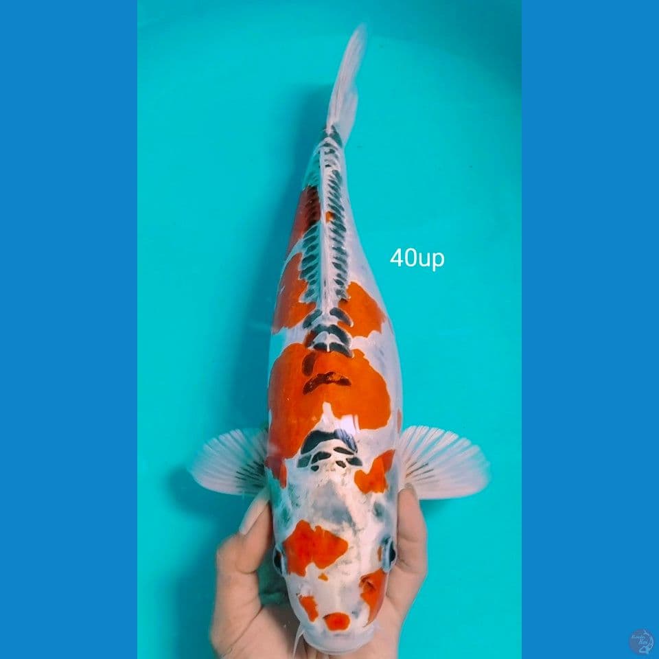 doitsu kujaku 40up
