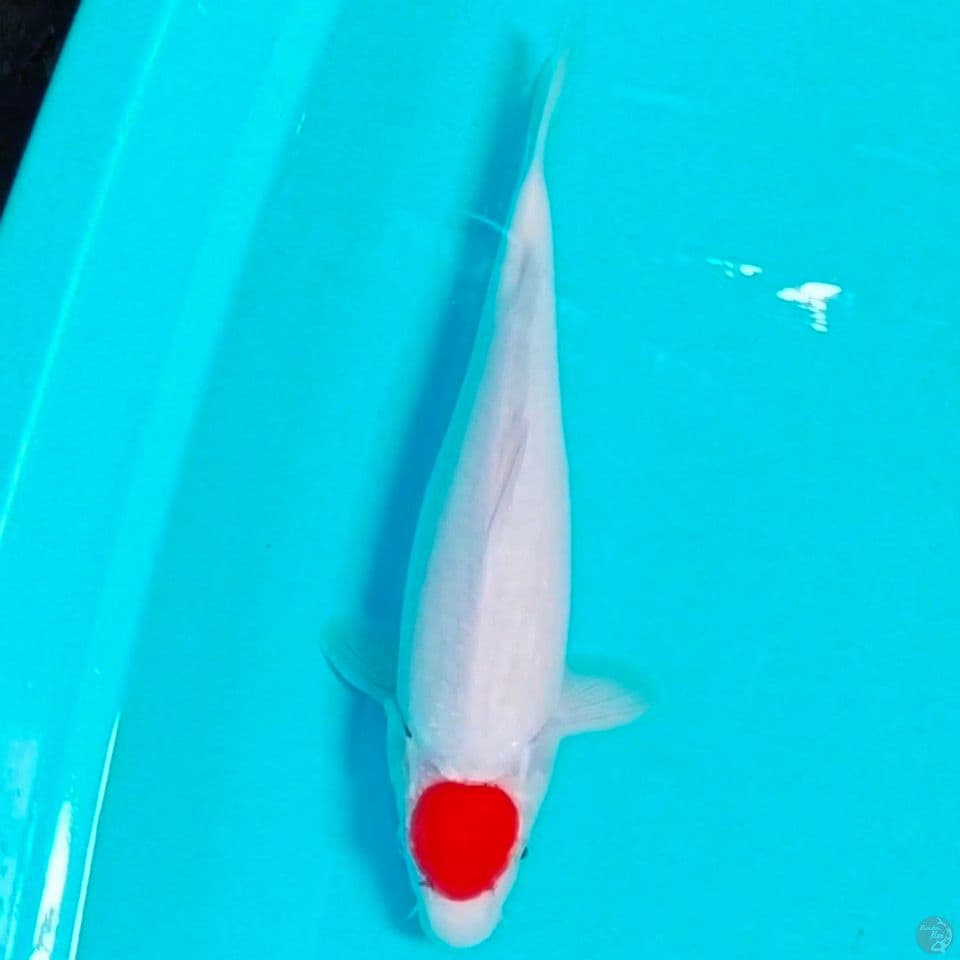 tc kohaku 38cm