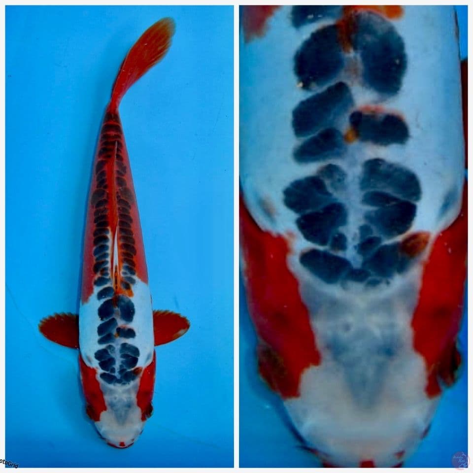 Hanashusui F1 marusai 27cm 