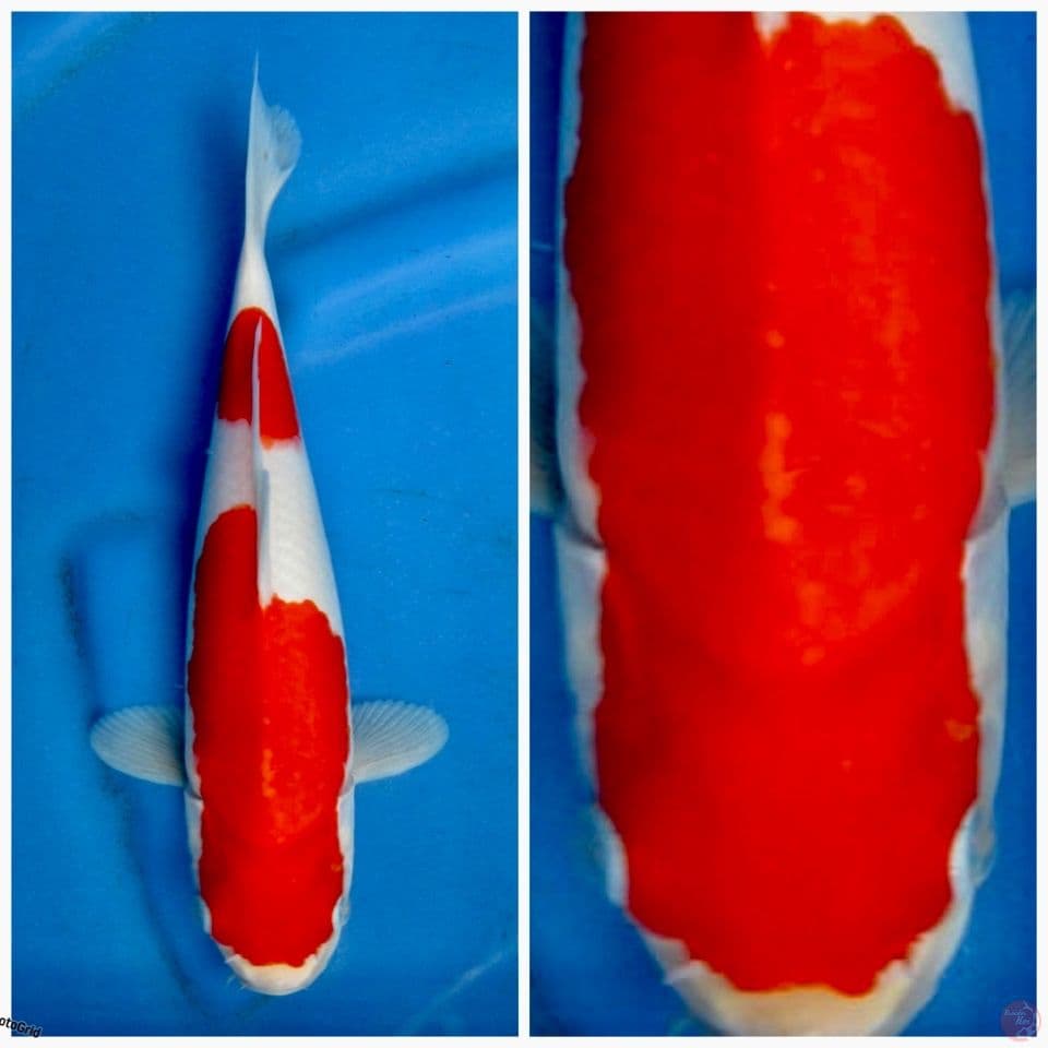 Kohaku f1 sakai 29cm 