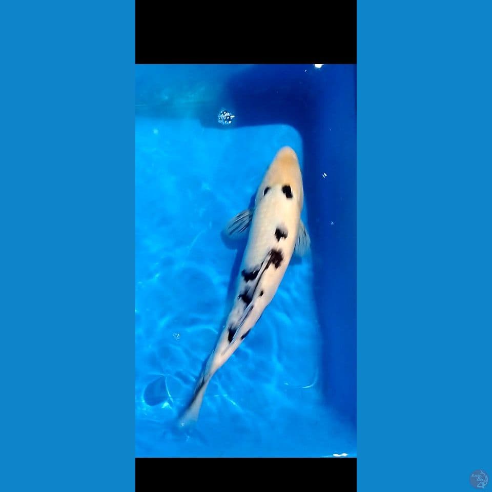 bekko 35 cm 
