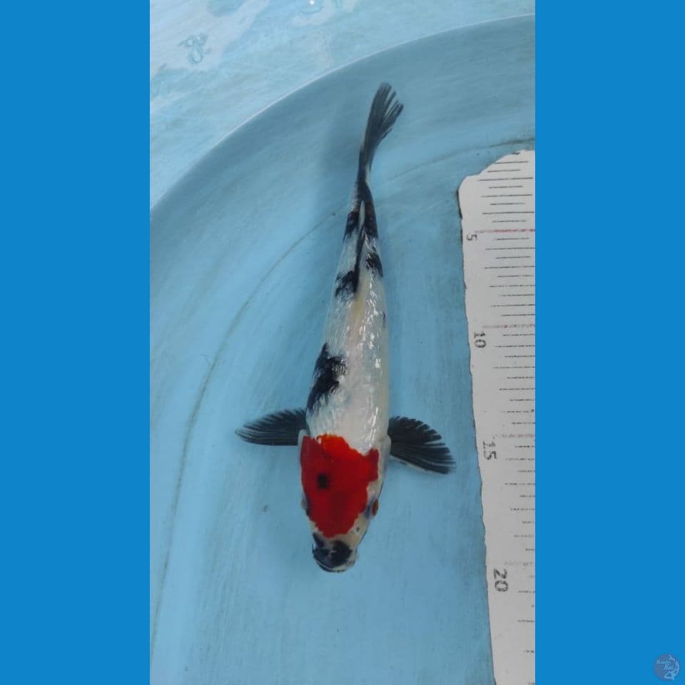 tancho showa 23cm