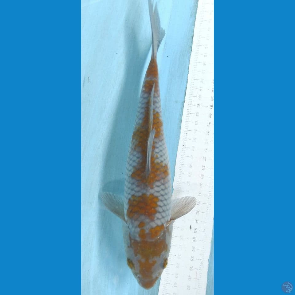 ochiba 29cm