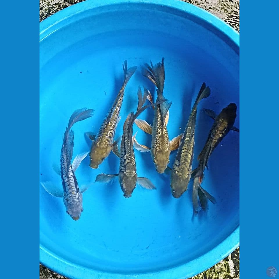 mix kumpay 25-27 cm