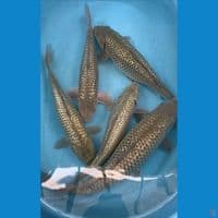soragoi ginrin 36-38-42-42-47cm 