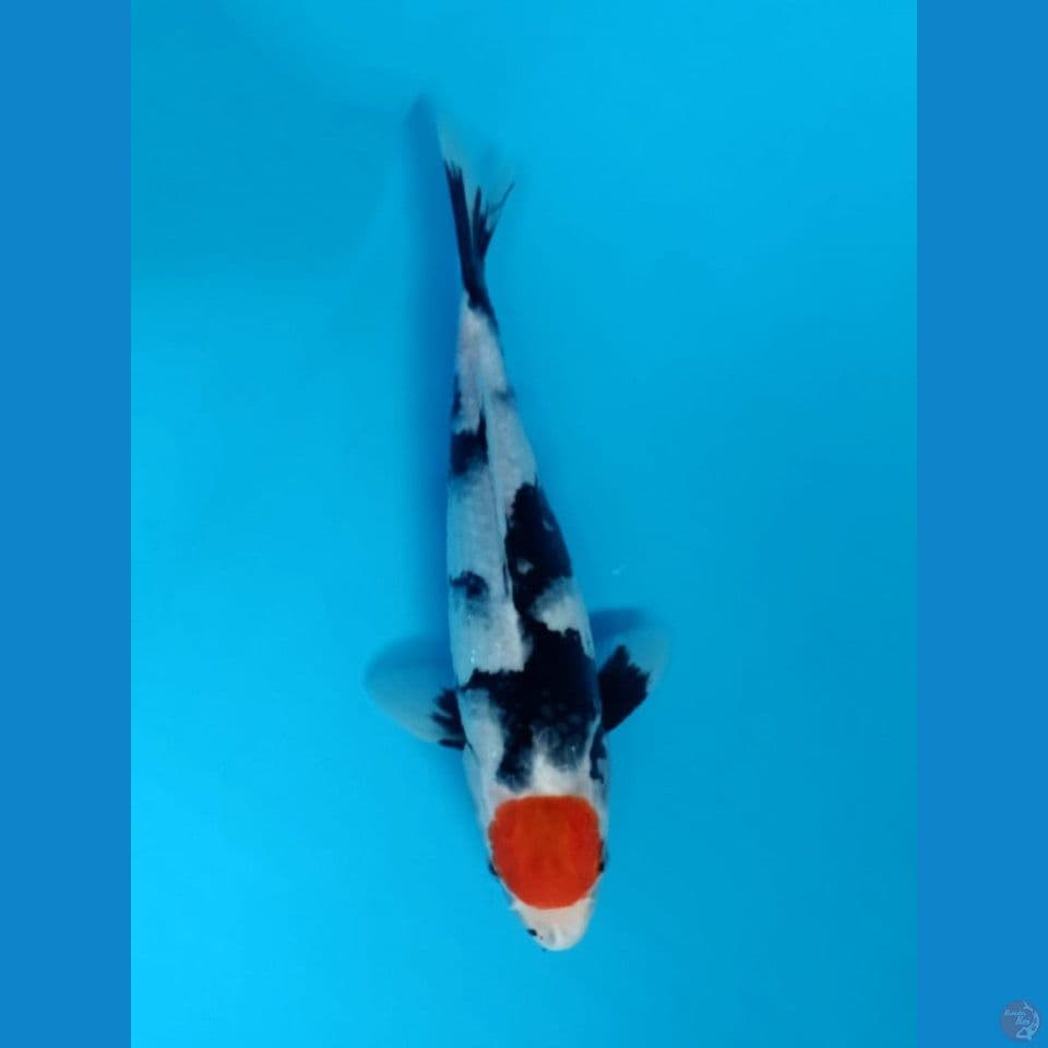 29cm
