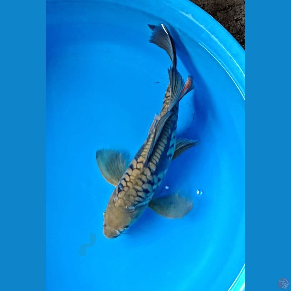 dragon slayer 38cm