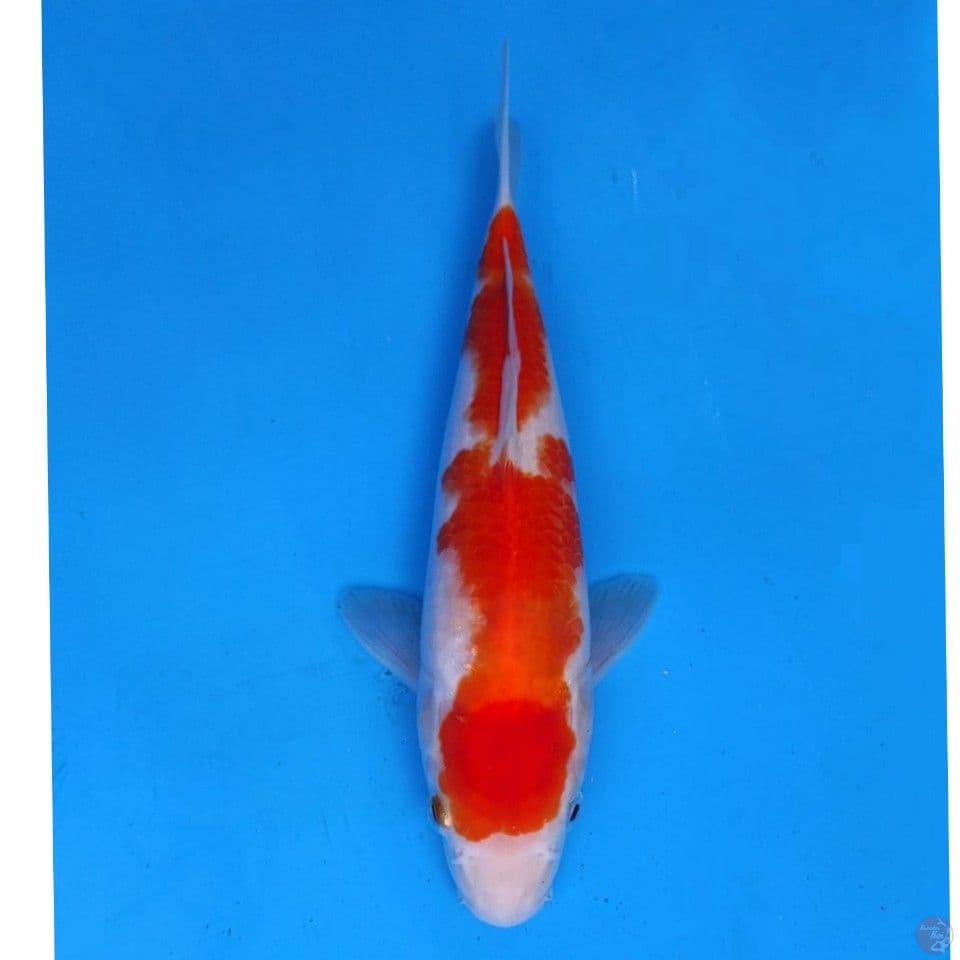 Genjiro Kohaku