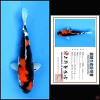 SHOWA UENO, 35CM