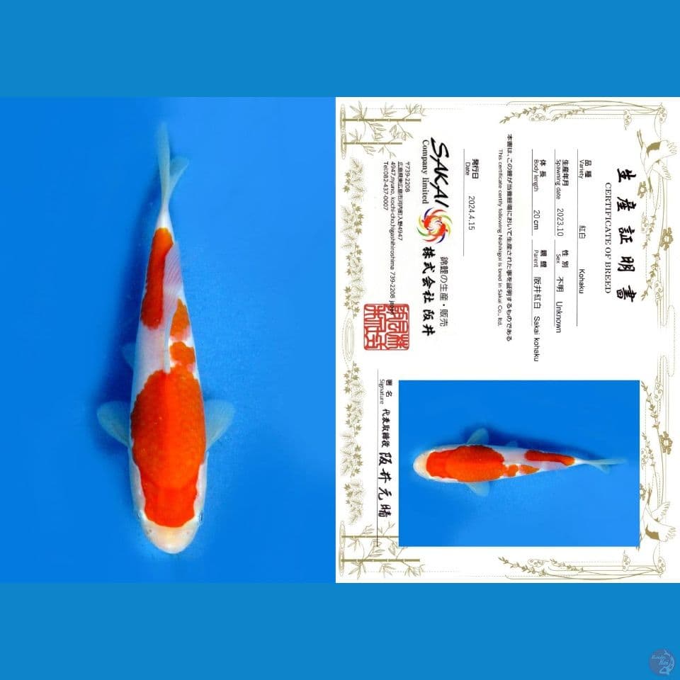 KOHAKU SAKAI, 20CM