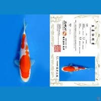 KOHAKU SAKAI, 20CM