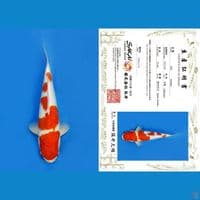KOHAKU SAKAI, 32CM