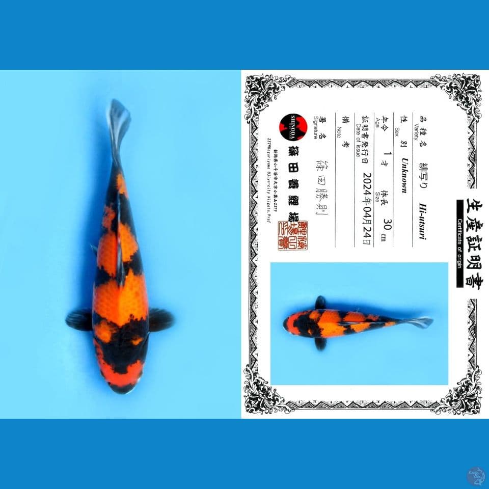 HIUTSURI SHINODA, 30CM