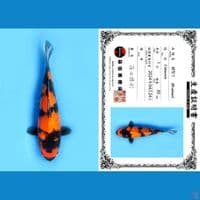 HIUTSURI SHINODA, 30CM