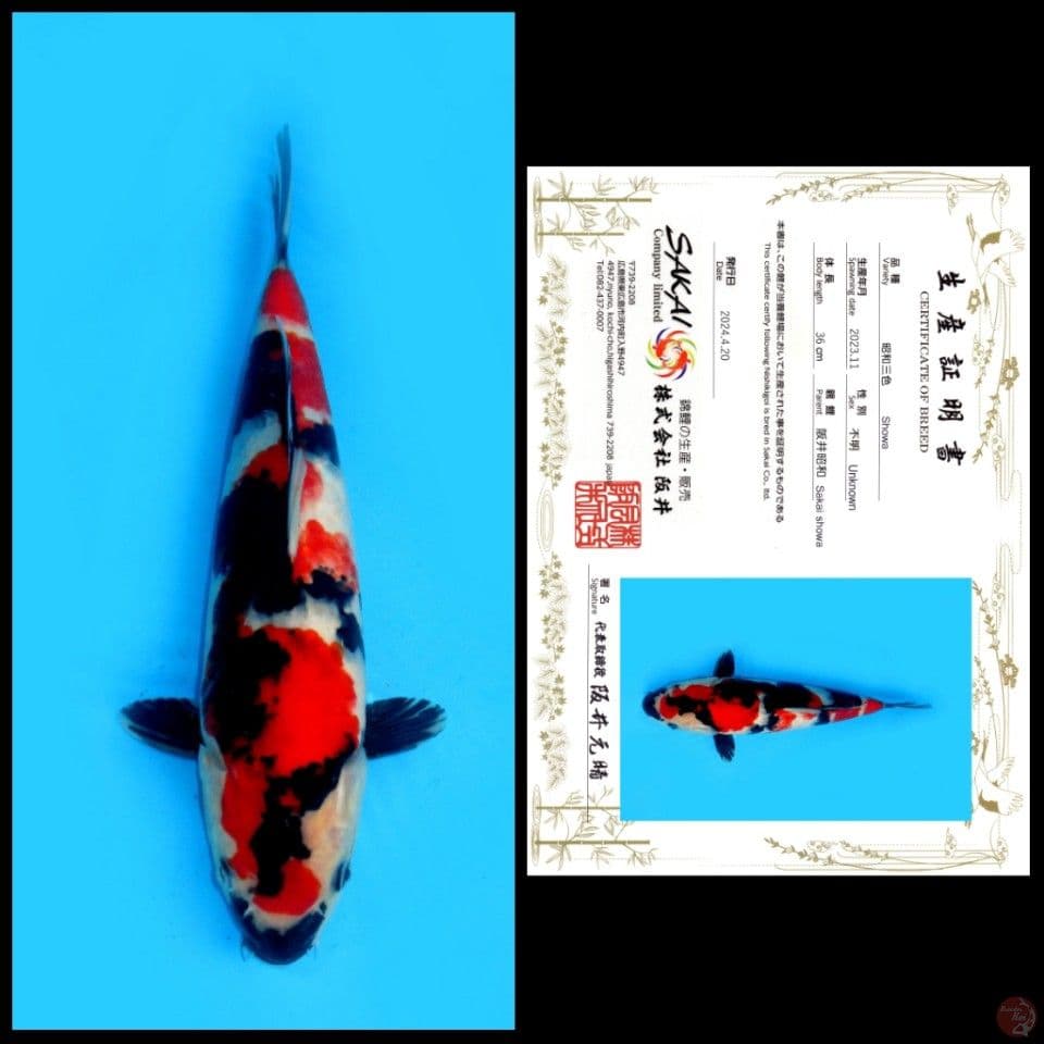 SHOWA IMPORT SAKAI, 36CM