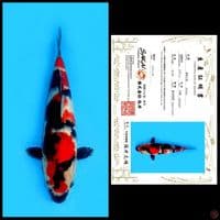 SHOWA IMPORT SAKAI, 36CM
