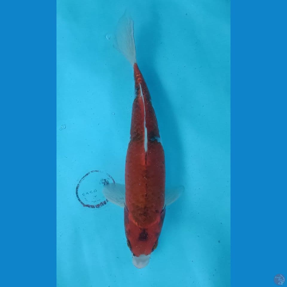 Ghosiki 28.5cm