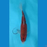 Ghosiki 28.5cm