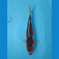 Ghosiki 30 cm
