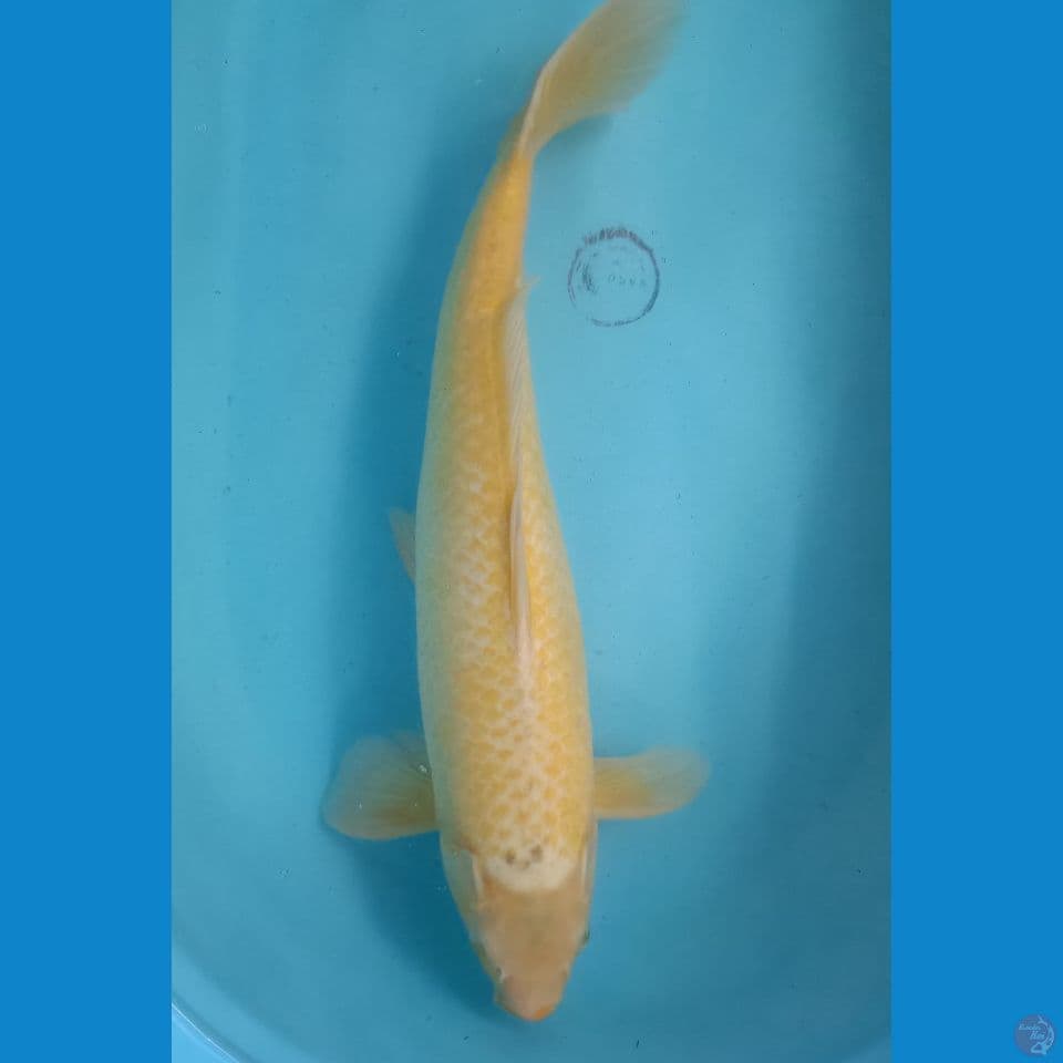 48 cm Karasi