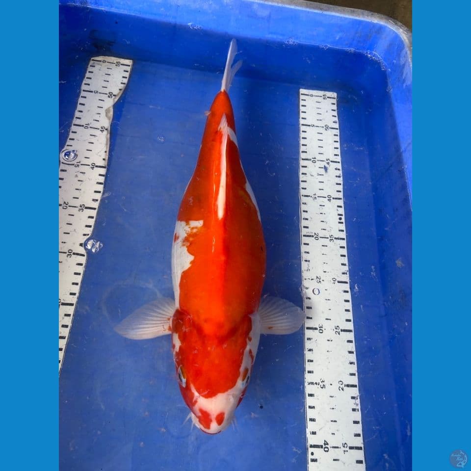 kohaku 40 cm