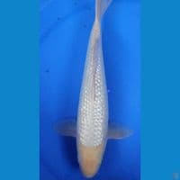 35cm soragoi putih