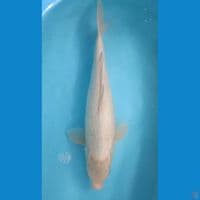 52 cm Shiromuji