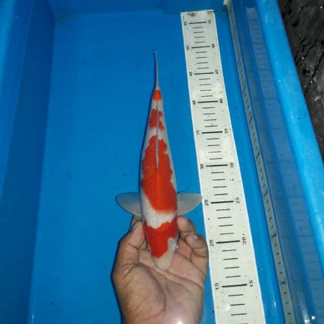 Red male kohaku f1