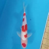 Maruten Kohaku ~34 M