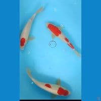 kohaku tanco 3 ekor 28-30 cm