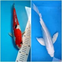 sanke doit 30cm + platinum slayer 33cm 