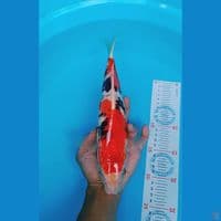 showa 32 cm
