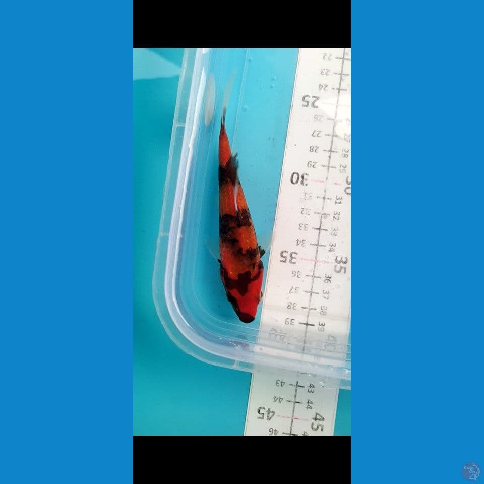 Bahan keep 15cm Alus
