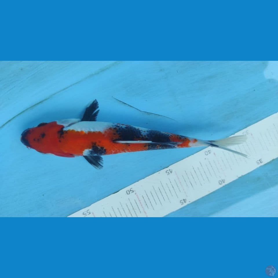 showa 24cm