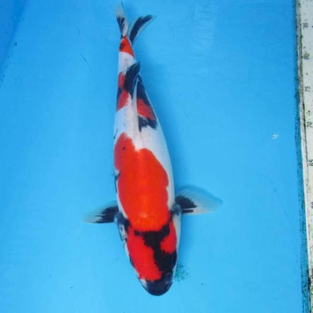 Doitsu Showa limited 35 cm