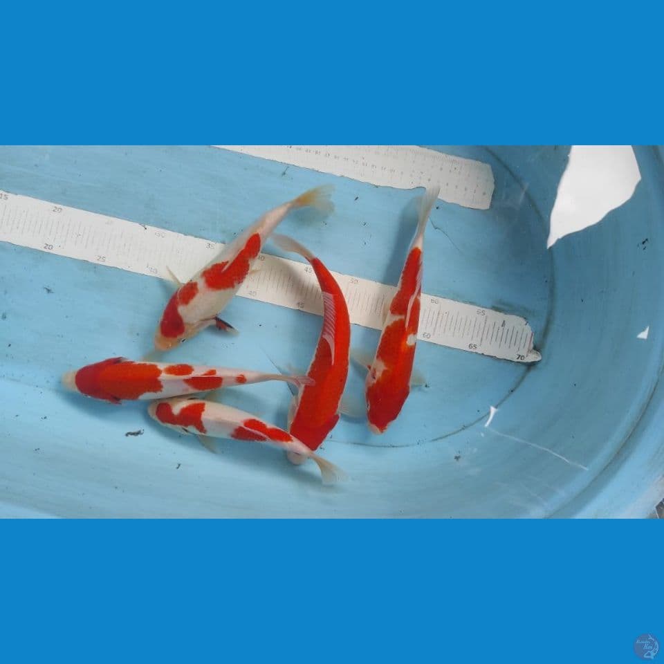 kohaku 20-25cm 5ekor