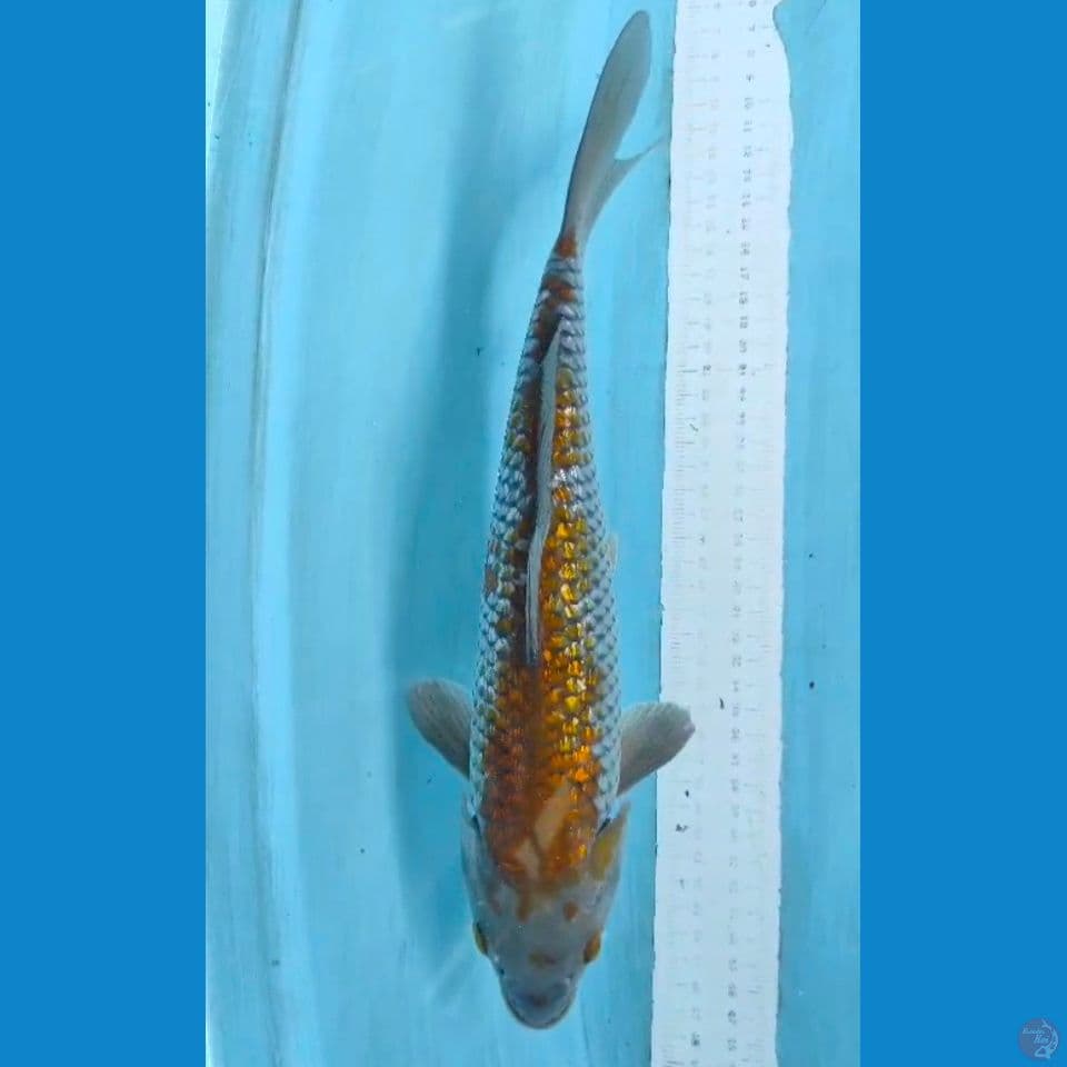 ochiba ginrin 33cm